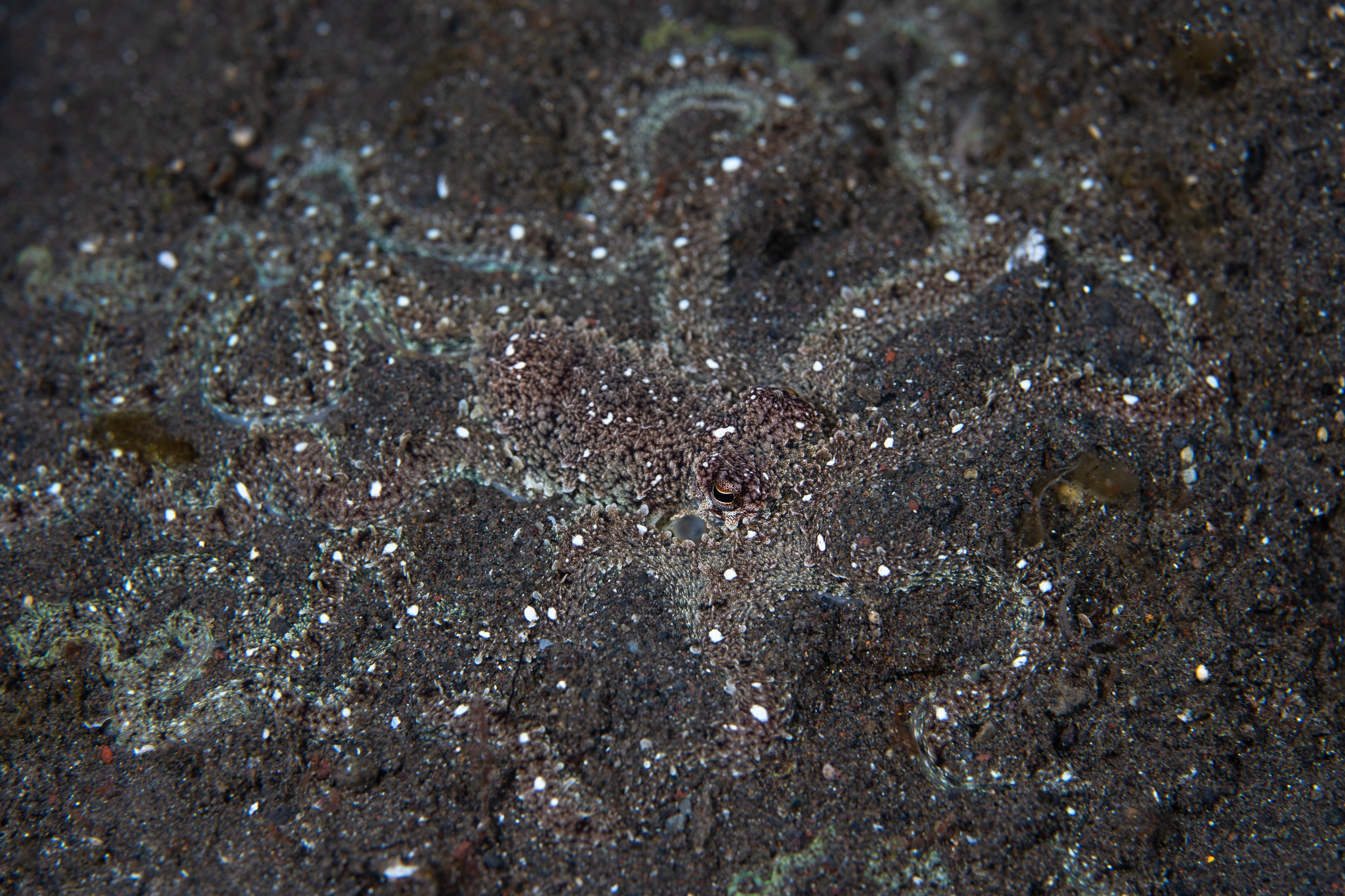 Magnus Larsson Underwater Photograher Long Armed Octopus Camouflage Bali