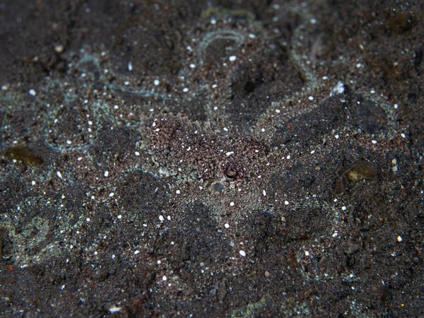 Long-armed octopus demonstrating camouflage