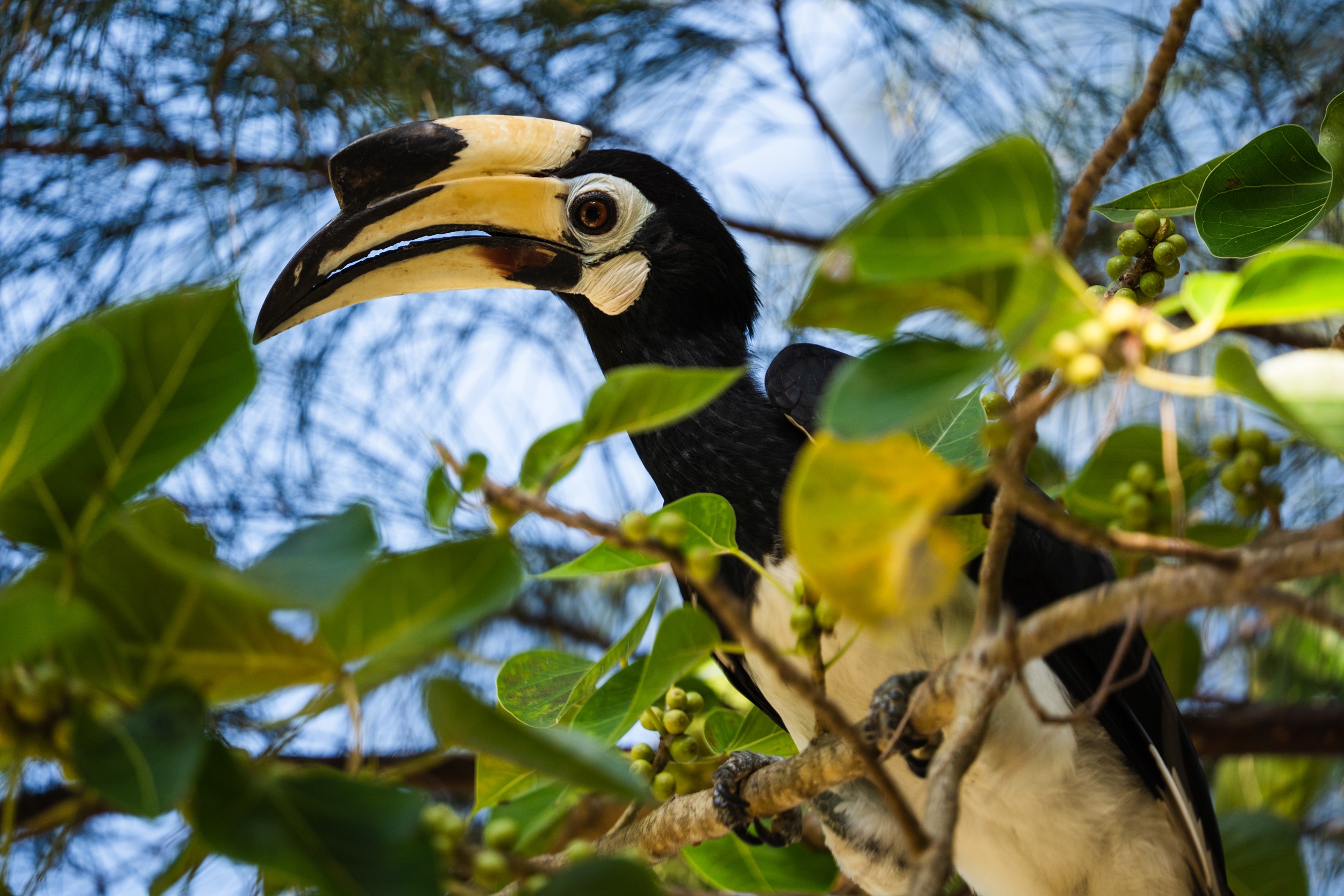 Hornbill Bird Koh Ngai Thailand