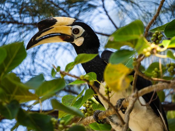 Hornbill bird photography in Koh Ngai