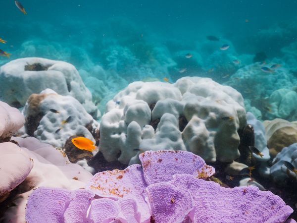 Extensive coral bleaching documentation