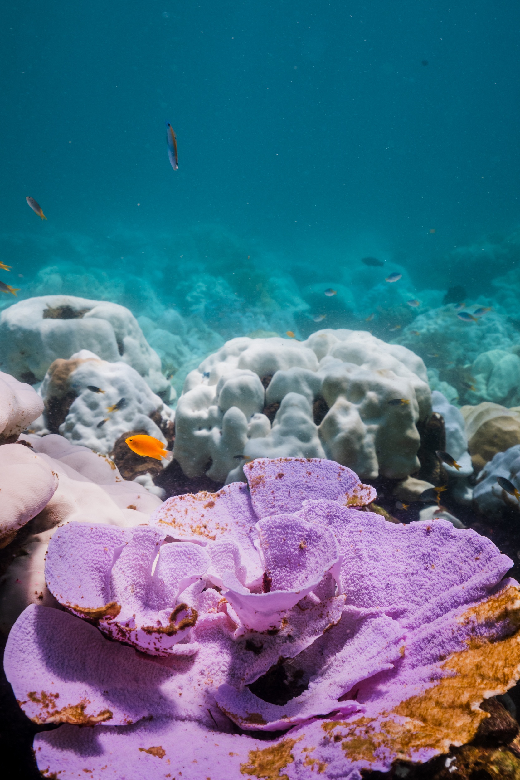 Magnus Larsson Underwater Photograher Coral Blaching Thailand 2024 2
