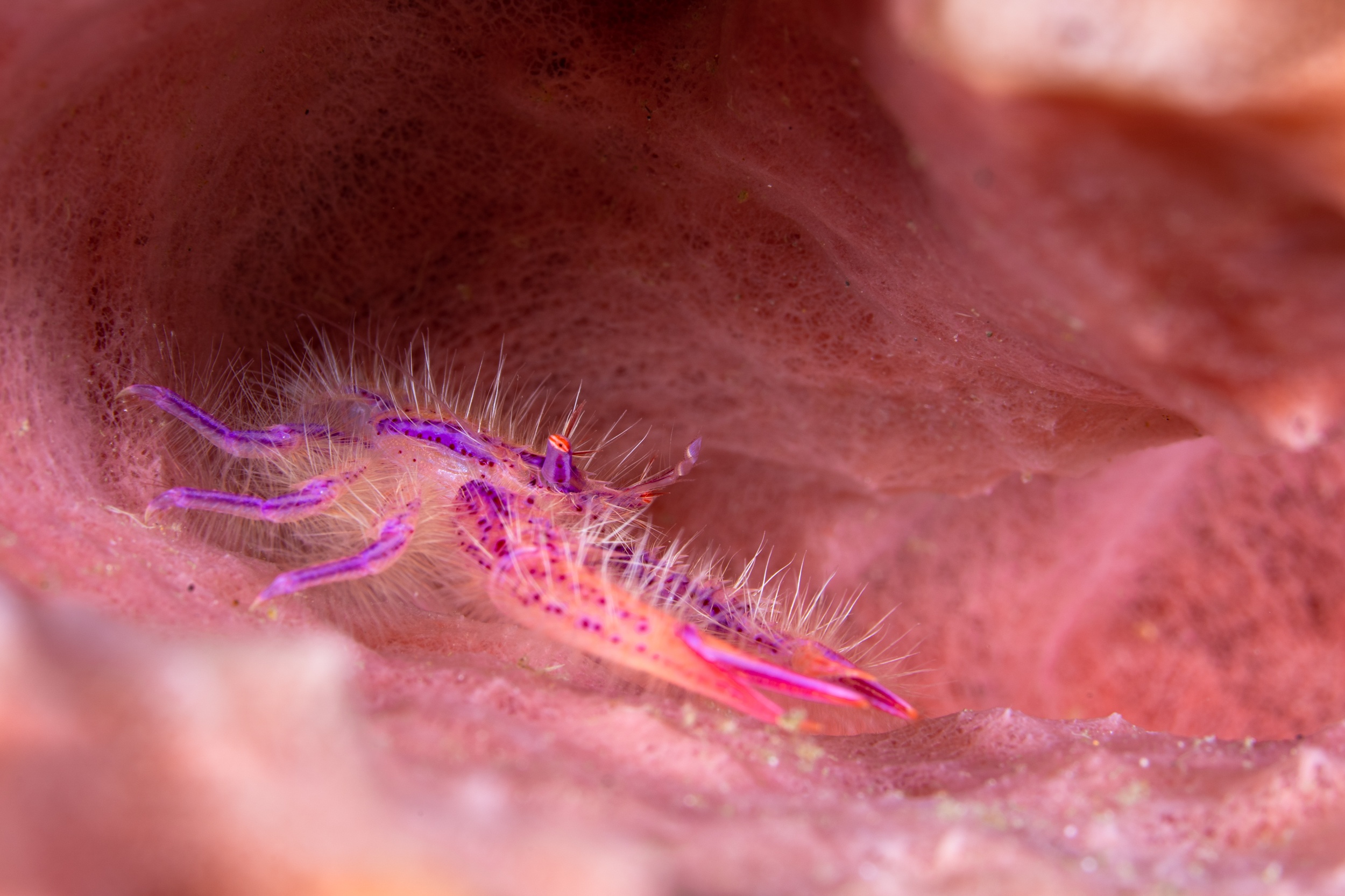 Magnus Larsson Underwater Photographer Pink Hairy Squat Lobster Bali
