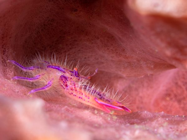 Pink hairy squat lobster on coral