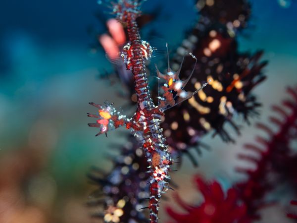 Ghost pipefish camouflaged among corals