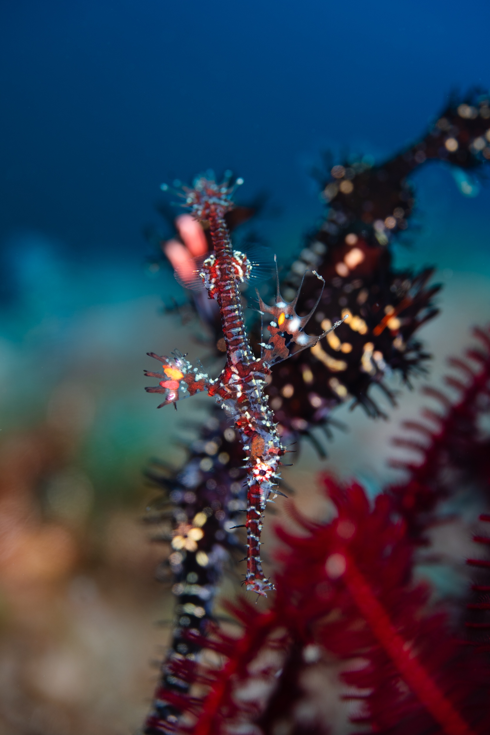 Magnus Larsson Underwater Photographer Ghost Pipe Fish Bali