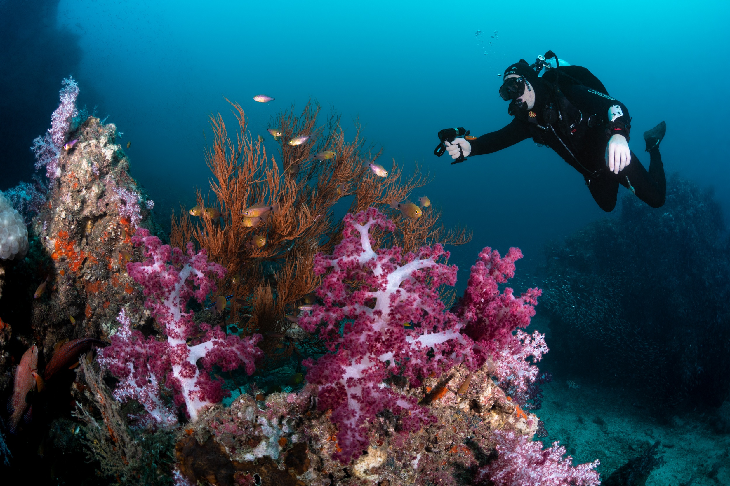 Underwater Commecial Photographer Camera Diver Soft Corals Thailand