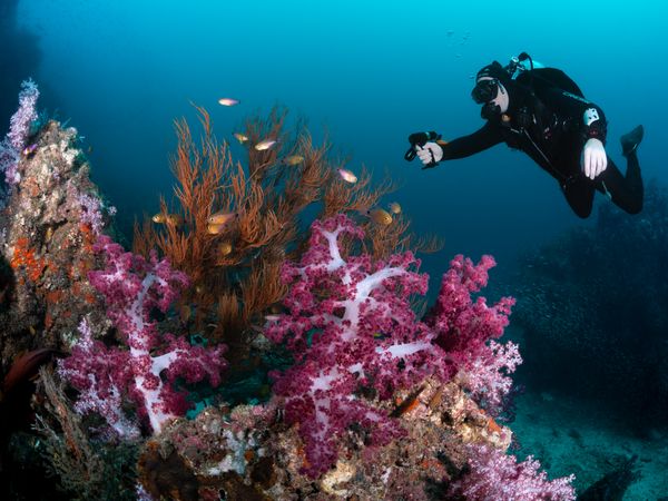 Underwater photographer with camera among soft corals