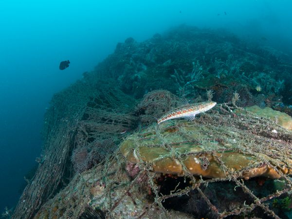 Ghost nets covering coral reef in Myanmar
