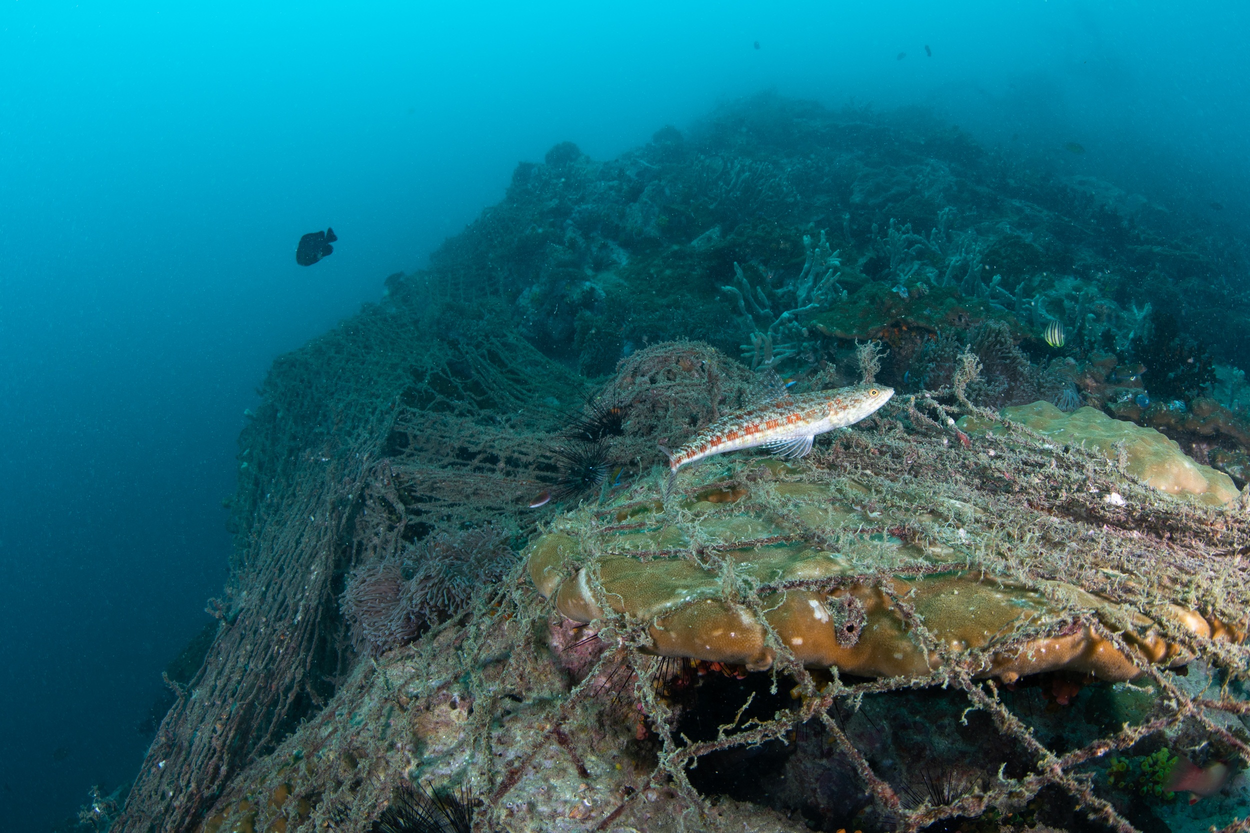 Magnus Larsson Underwater Photograher Ghost Nets Cover Coral Reef Mergui Archielago Myanmar