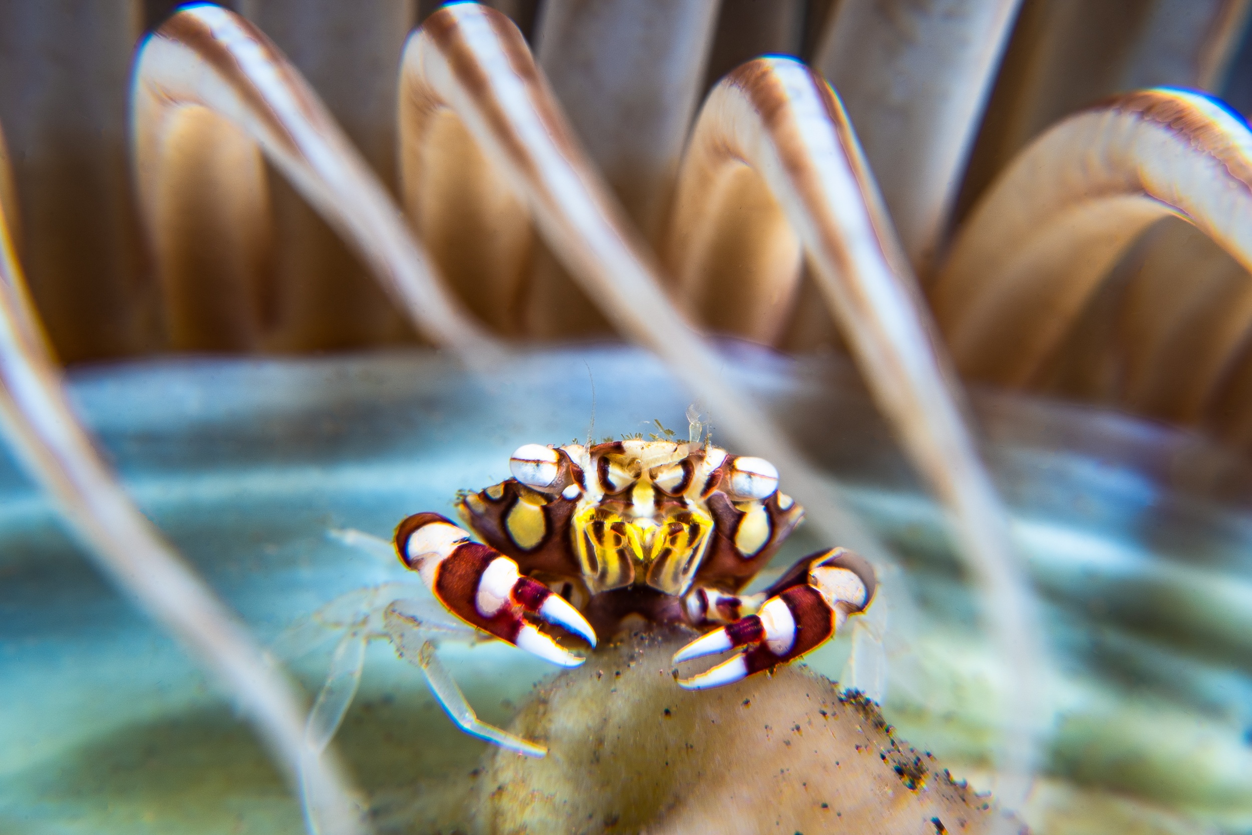 Magnus Larsson Underwater Photograher Harlequin Swimming Crab Bali