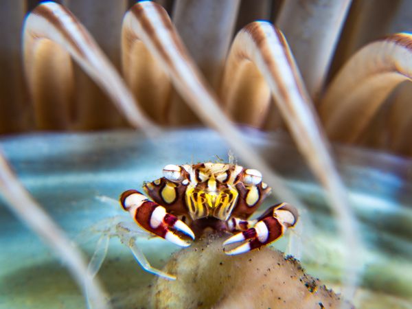 Harlequin swimming crab in natural habitat