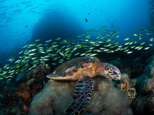 Hawksbill turtle swimming over coral reef