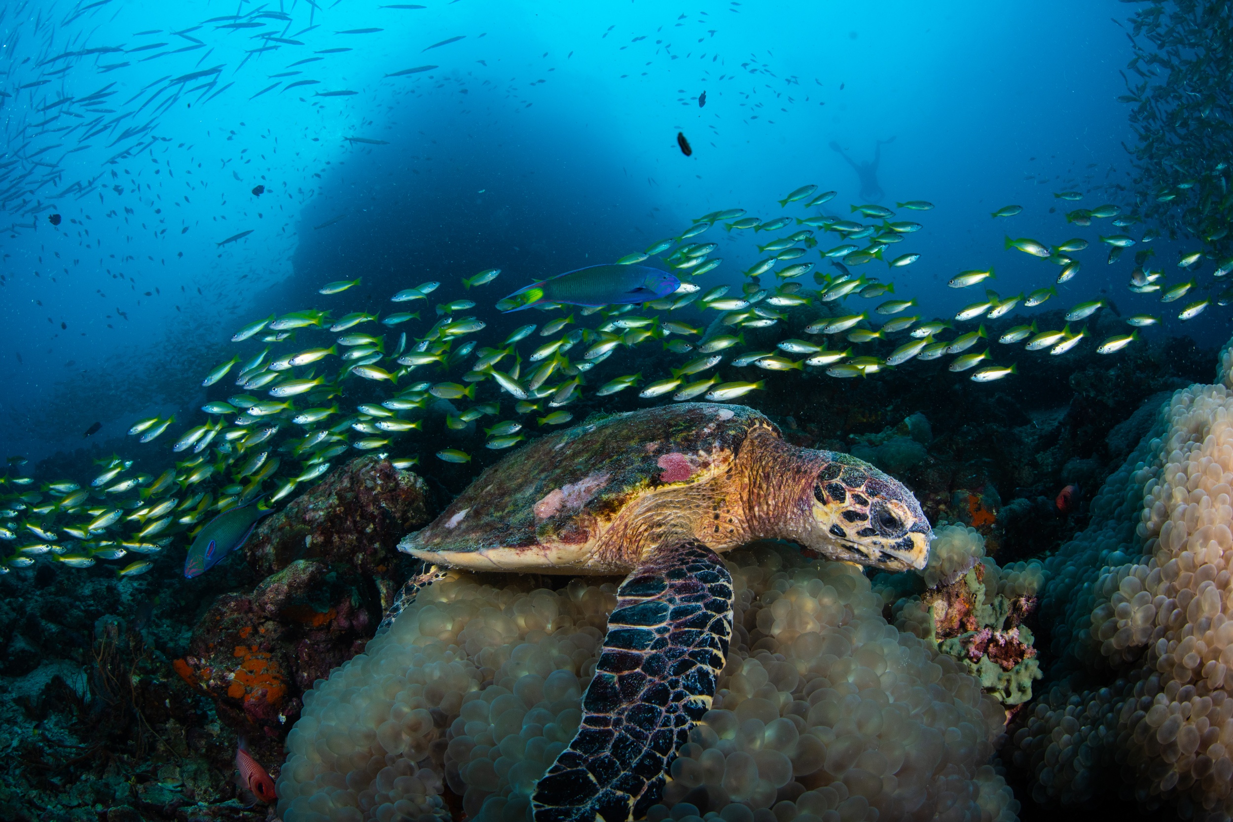 Magnus Larsson Underwater Photographer Hawksbill Turtle Koh Haa