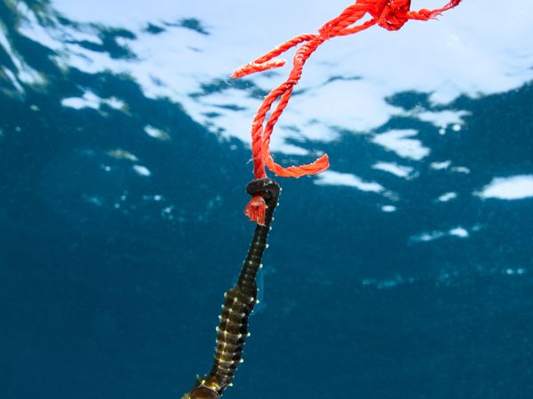 Seahorse on rope showing marine adaptation