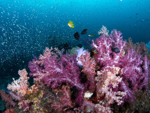 Vibrant soft corals at Hin Daeng dive site