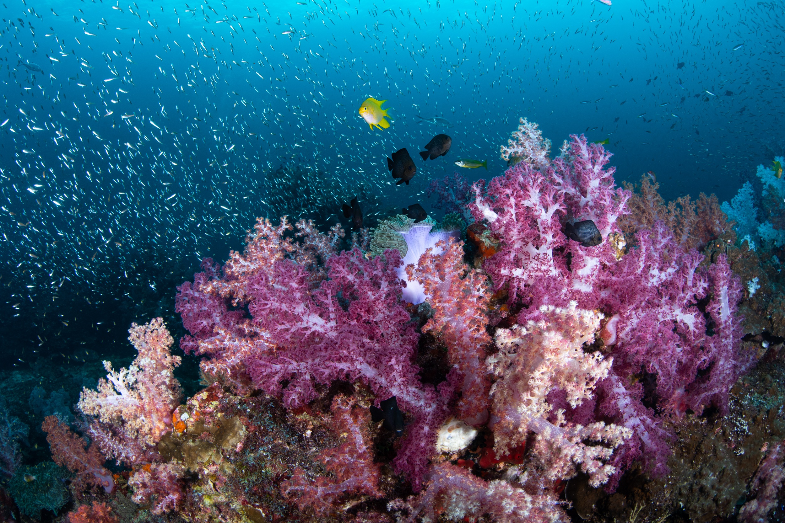 Magnus Larsson Underwater Photograher Soft Corals Hin Daeng