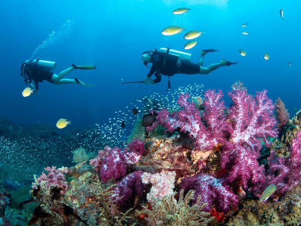 Two divers at soft coral reef for dive center promotion