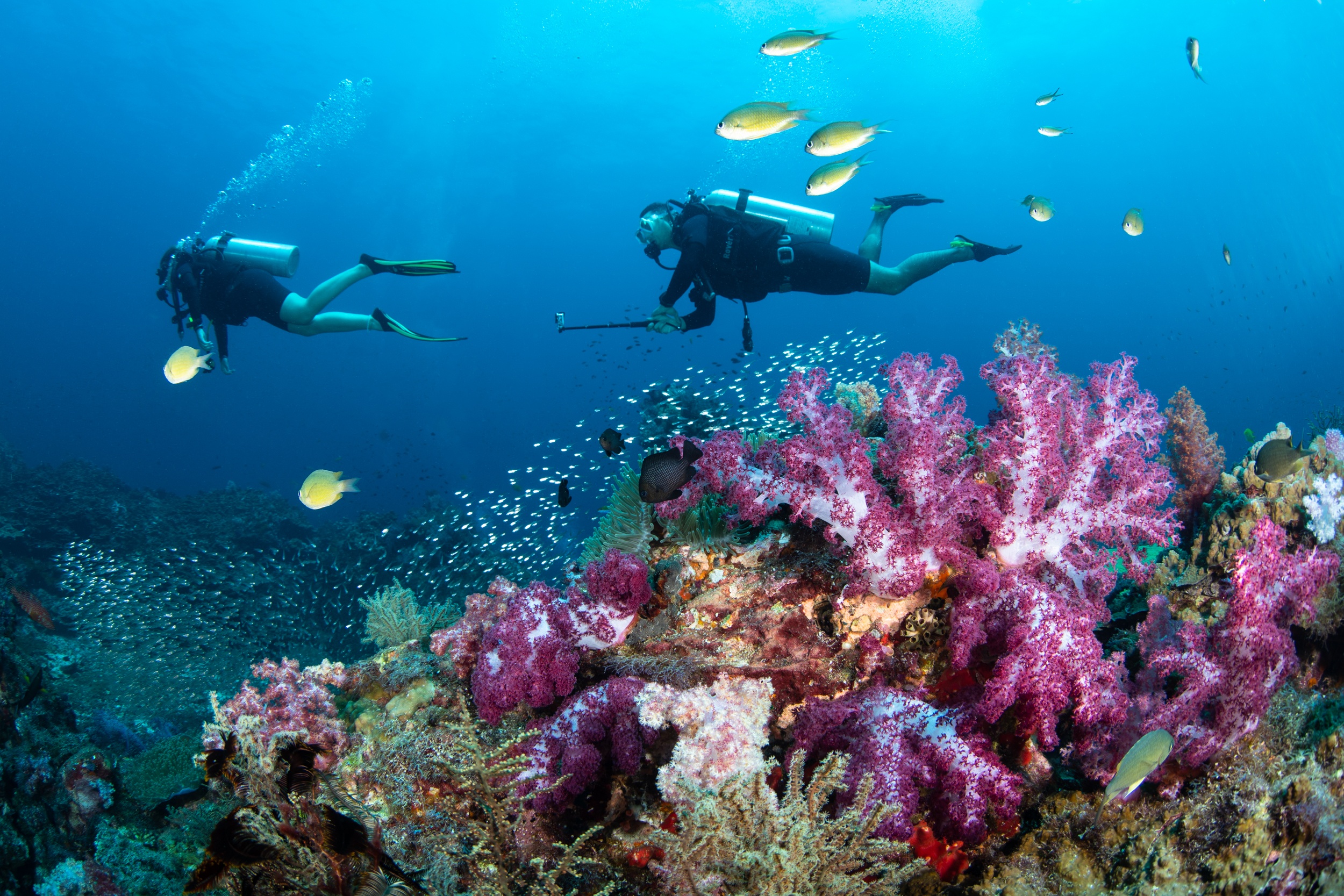 Underwater Commecial Photographer Dive Centre Two Divers Soft Coral Underwater Hin Daeng Koh Lanta