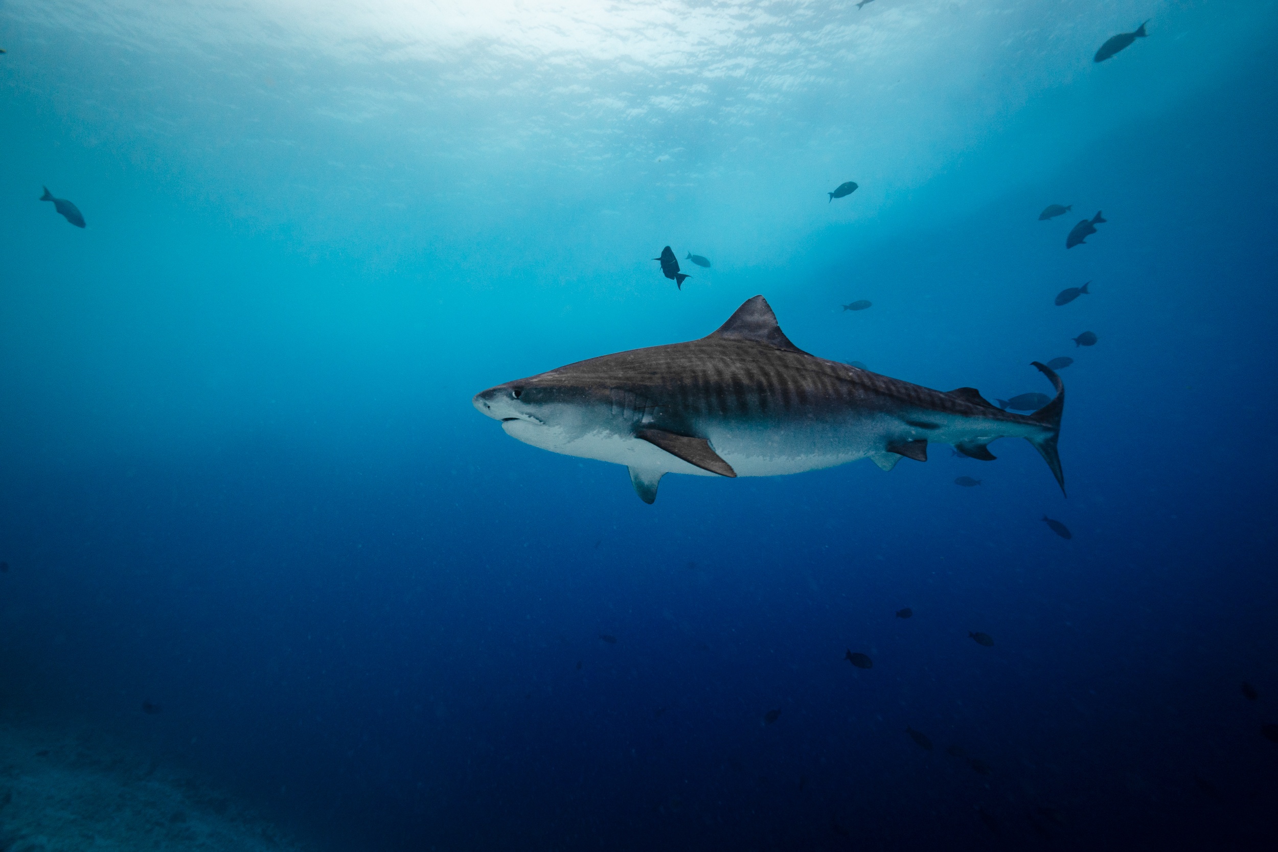 Magnus Larsson Underwater Photographer Tiger Shark Fuvahmulah
