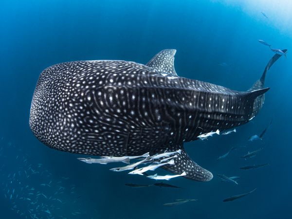Whale shark swimming in crystal clear waters