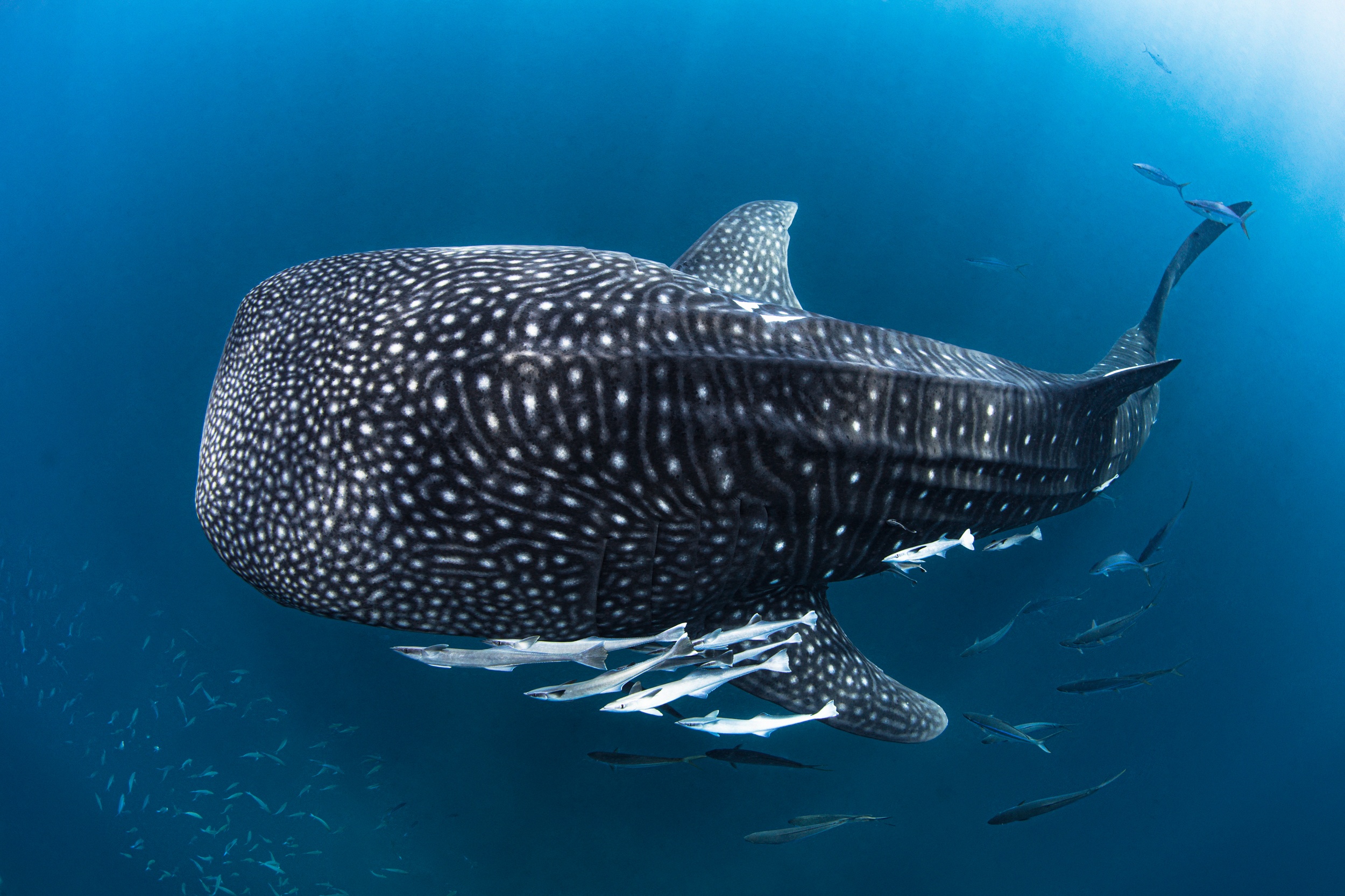 Magnus Larsson Underwater Photographer Whale Shark Koh Haa