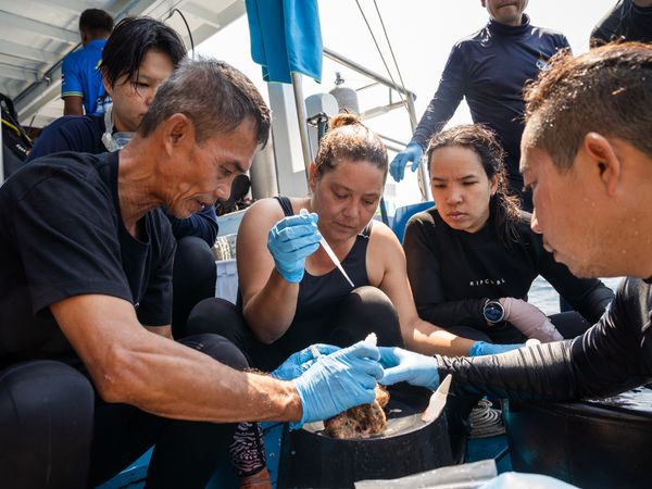 Underwater conservation photography documenting coral restoration and marine protection efforts