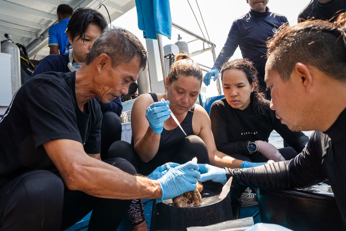 Underwater conservation photography documenting coral restoration and marine protection efforts