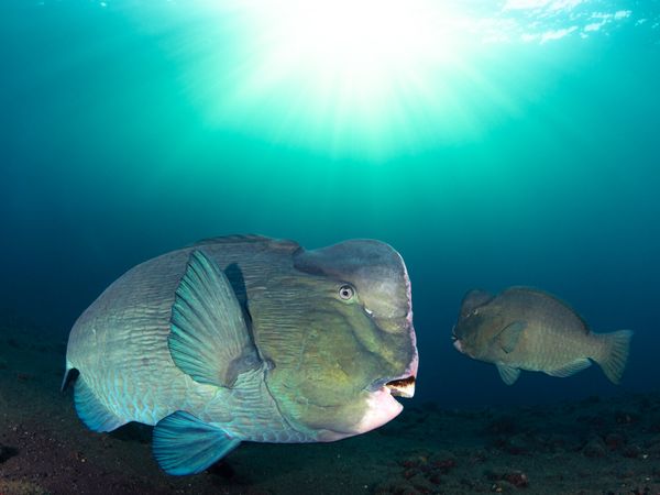 Large bumhead parrotfish swimming over reef