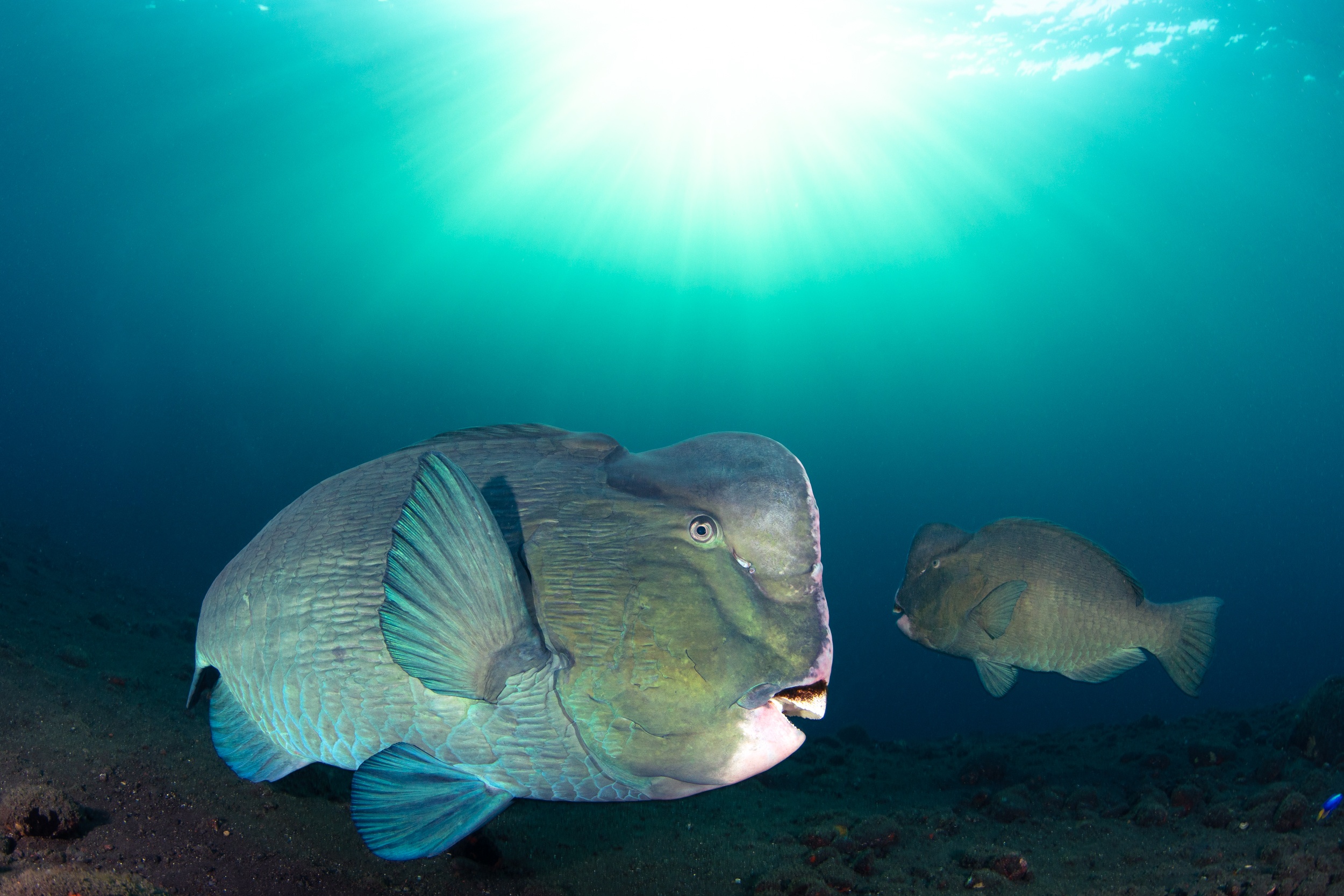 Magnus Larsson Underwater Photographer Bumhead Parrotfish Bali