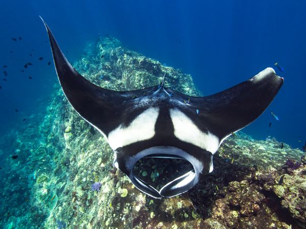Oceanic manta ray underwater photography in Thailand