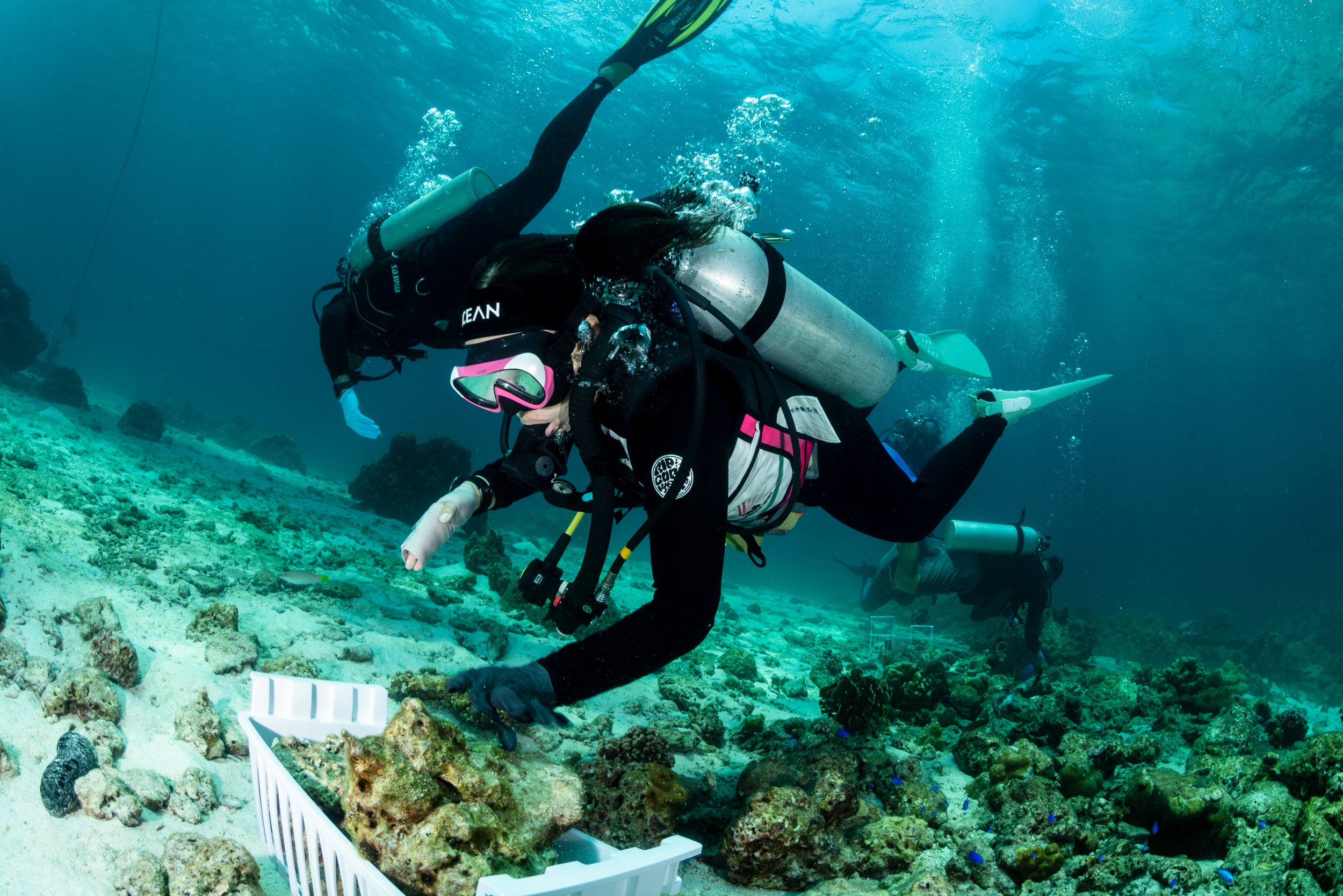 Magnus Larsson Underwater Photograher Koh Haa Divers Coral Propagation Thailand