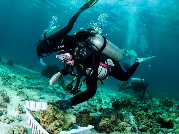 Divers conducting coral propagation at Koh Haa