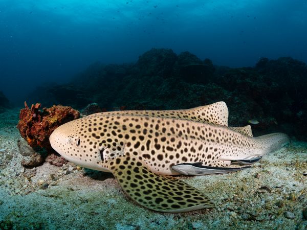 Leopard shark resting on sandy bottom