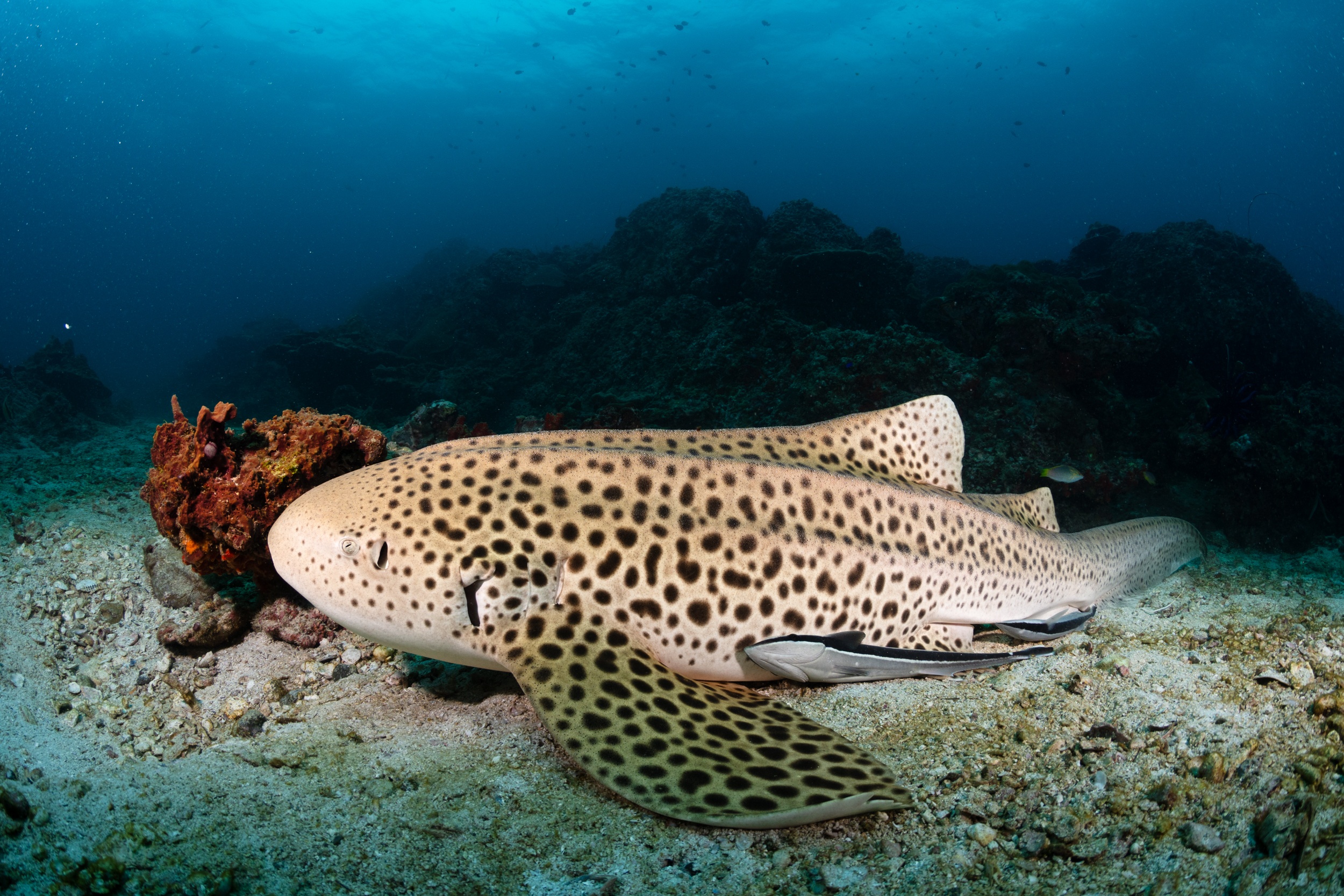 Magnus Larsson Underwater Photographer Leopard Shark Koh Phi Phi