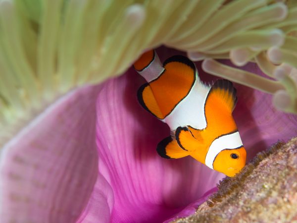 Clownfish protecting eggs in anemone