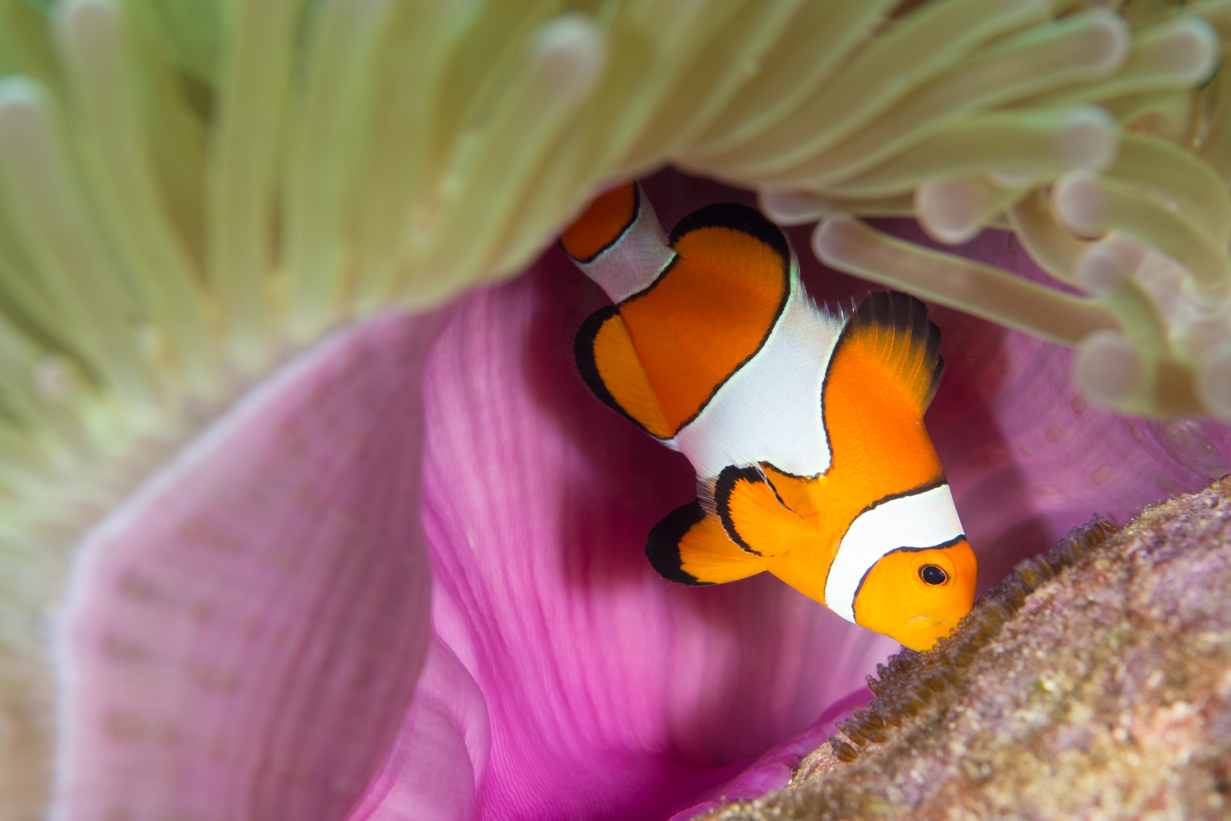 Magnus Larsson Underwater Photographer Clown Fish With Eggs Koh Haa