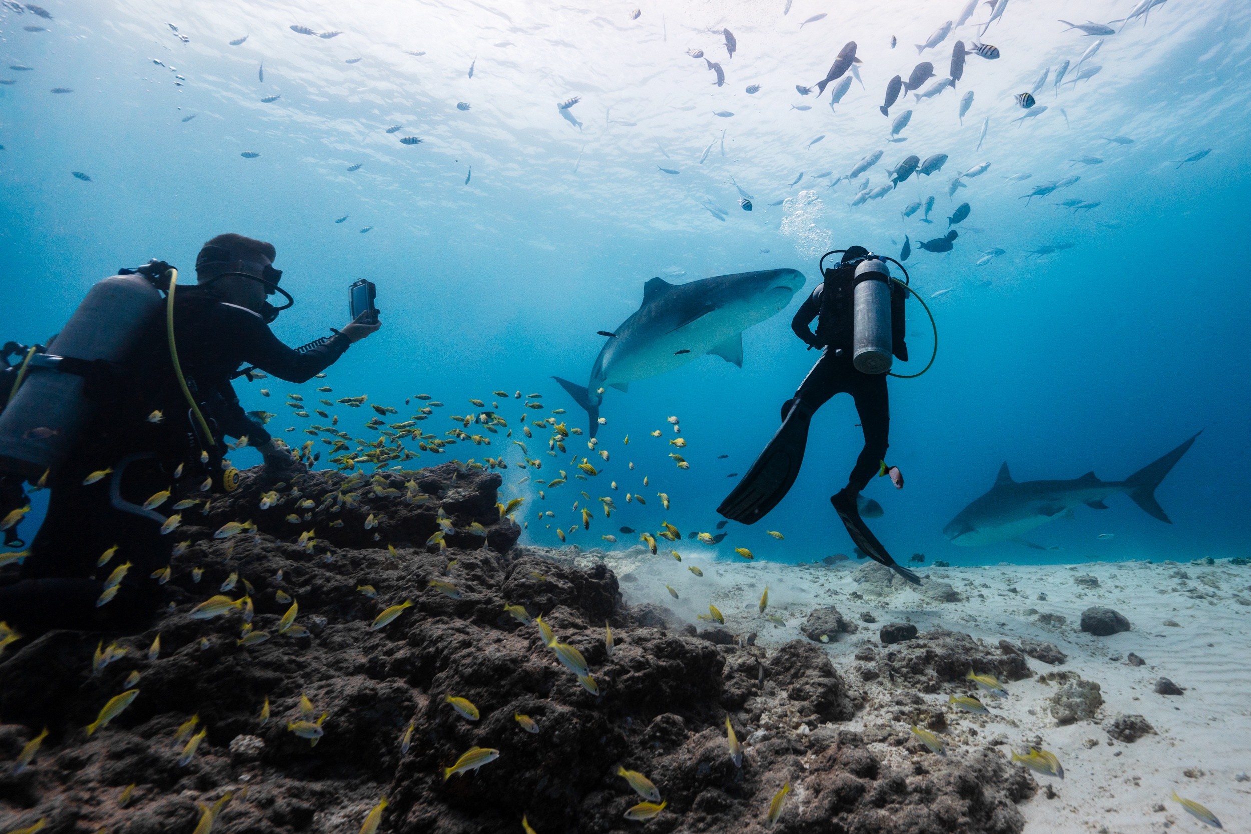 Underwater Commecial Photographer Diver Filming Tigers Shark Underwater Fuvahmulah