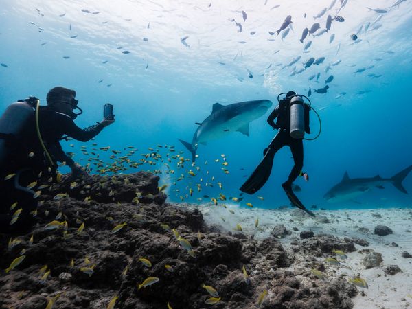 Diver filming tiger shark underwater in Fuvahmulah