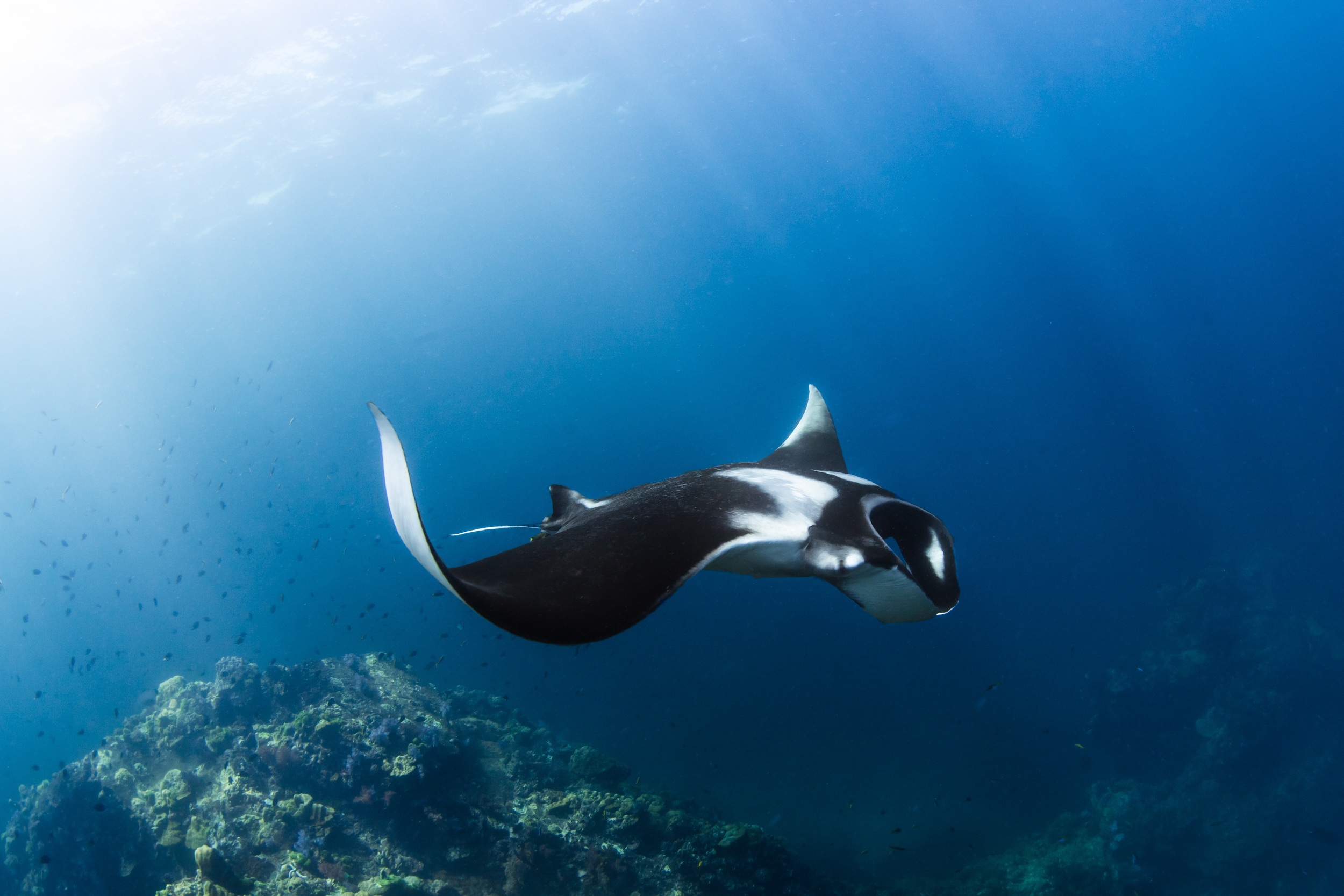 Magnus Larsson Underwater Photographer Oceanic Manta Ray Hin Daeng
