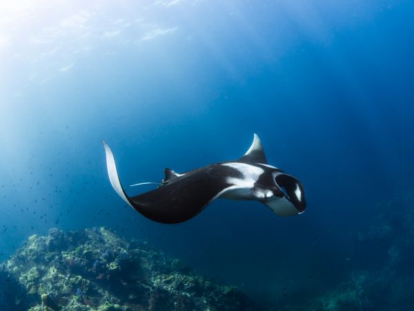 Oceanic manta ray gliding gracefully underwater