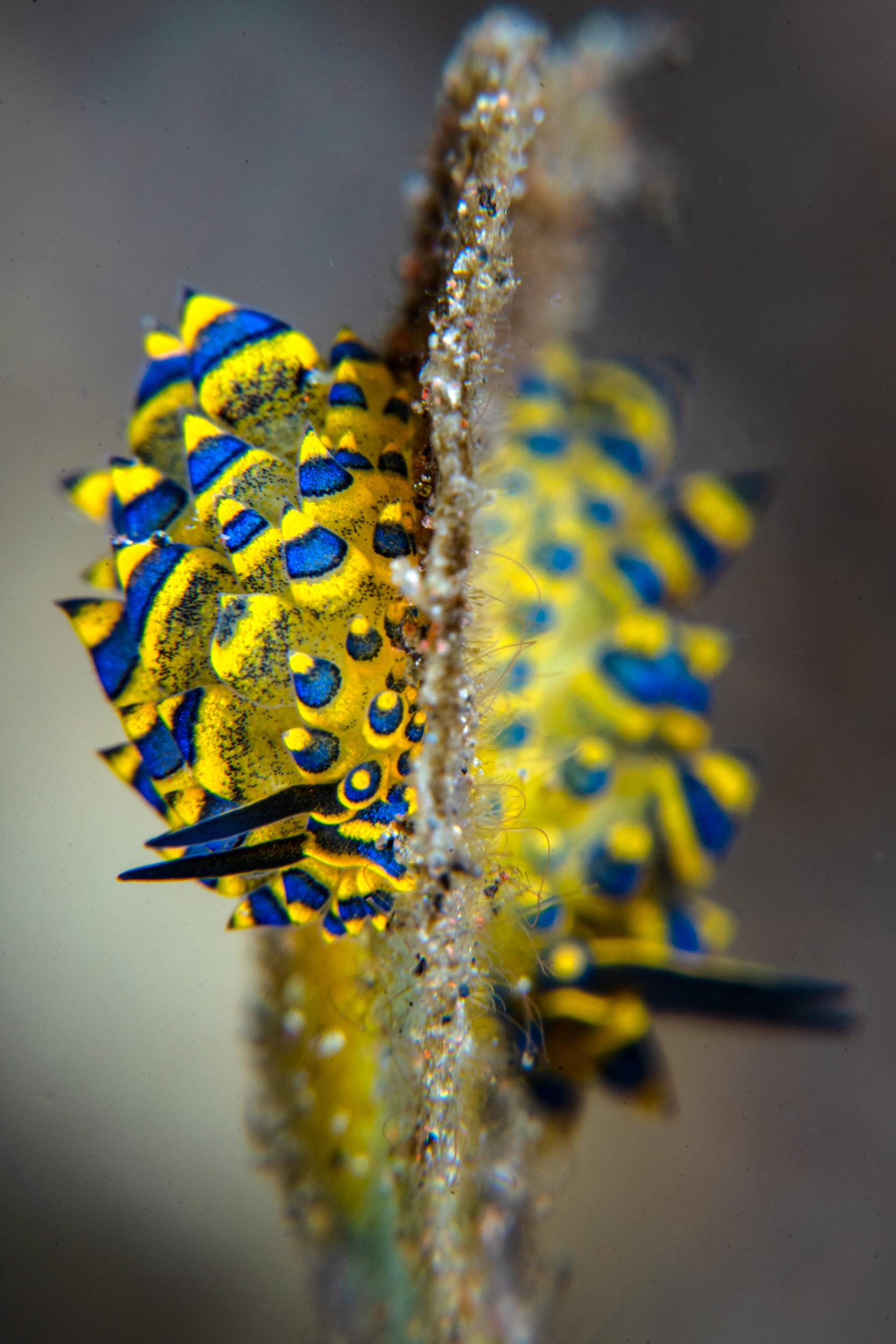 Magnus Larsson Underwater Photographer Nudie Branch Bali