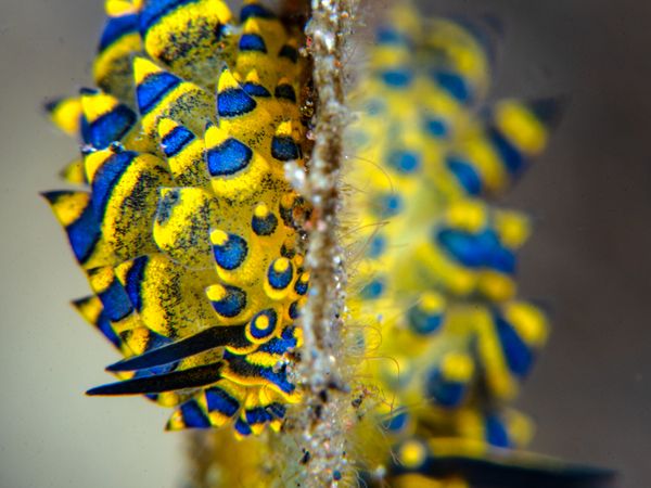 Colorful nudibranch on coral reef