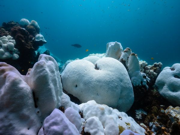 Coral bleaching documentation in Thailand