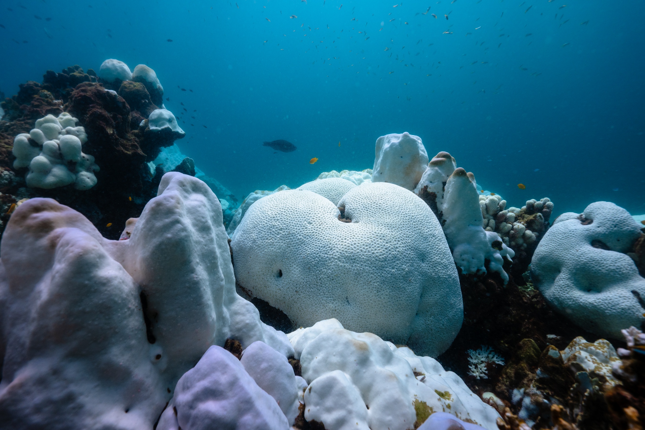 Magnus Larsson Underwater Photograher Coral Blaching Thailand 2024