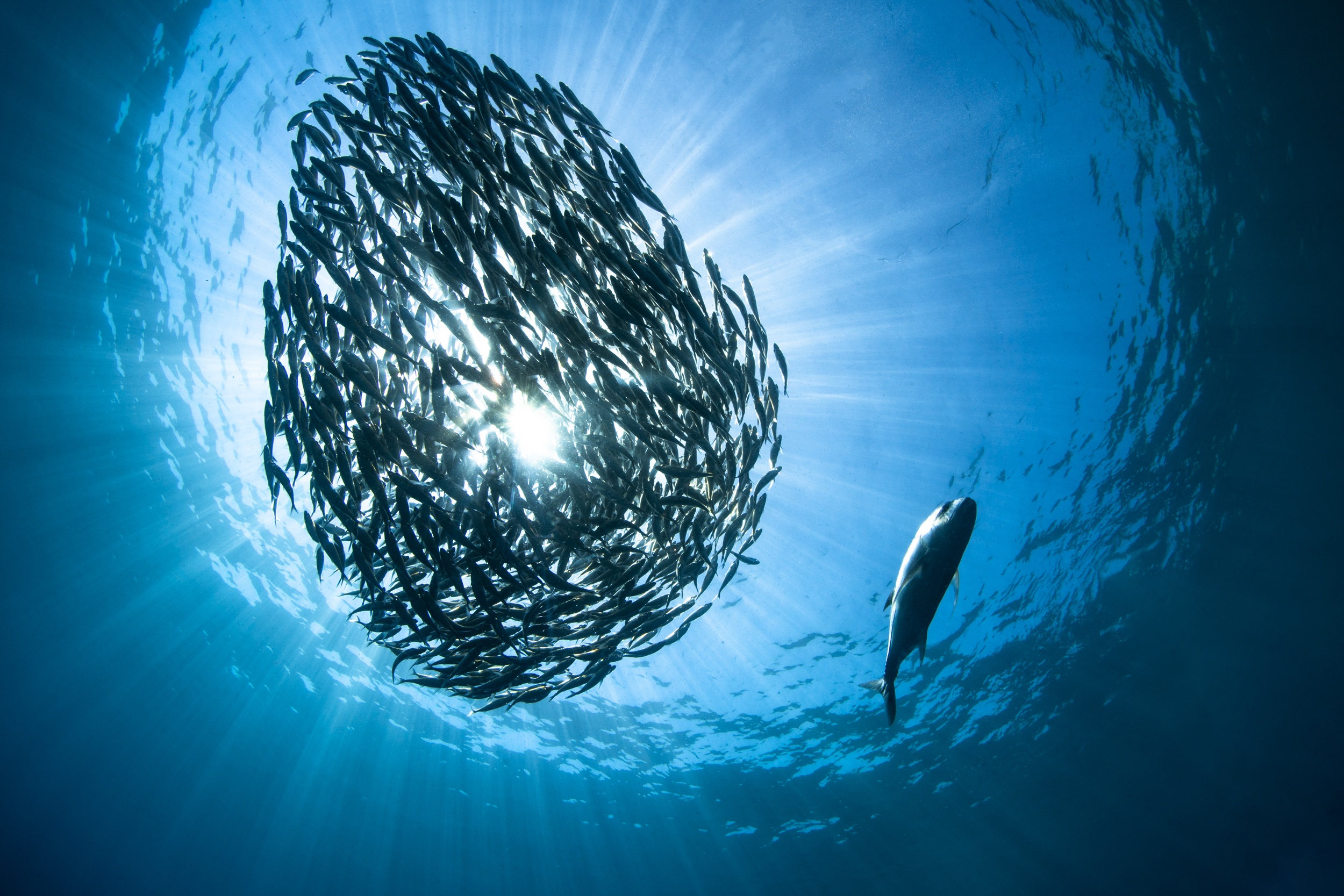 Magnus Larsson Underwater Photograher Sunburst School Of Fish Travelley Bali