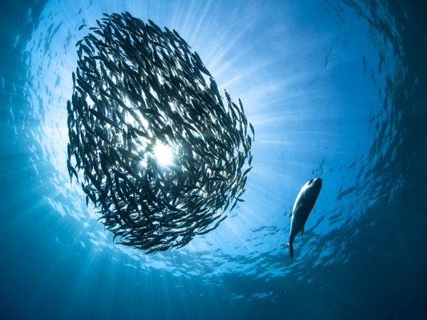 School of trevally fish with sunburst effect