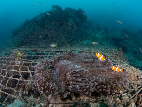 Clownfish among ghost nets showing environmental damage