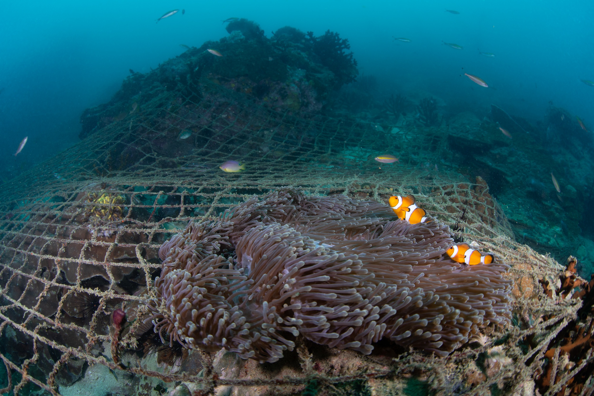 Magnus Larsson Underwater Photograher Ghost Nets Cover Coral Reef  Clownfish Mergui Archielago Myanmar