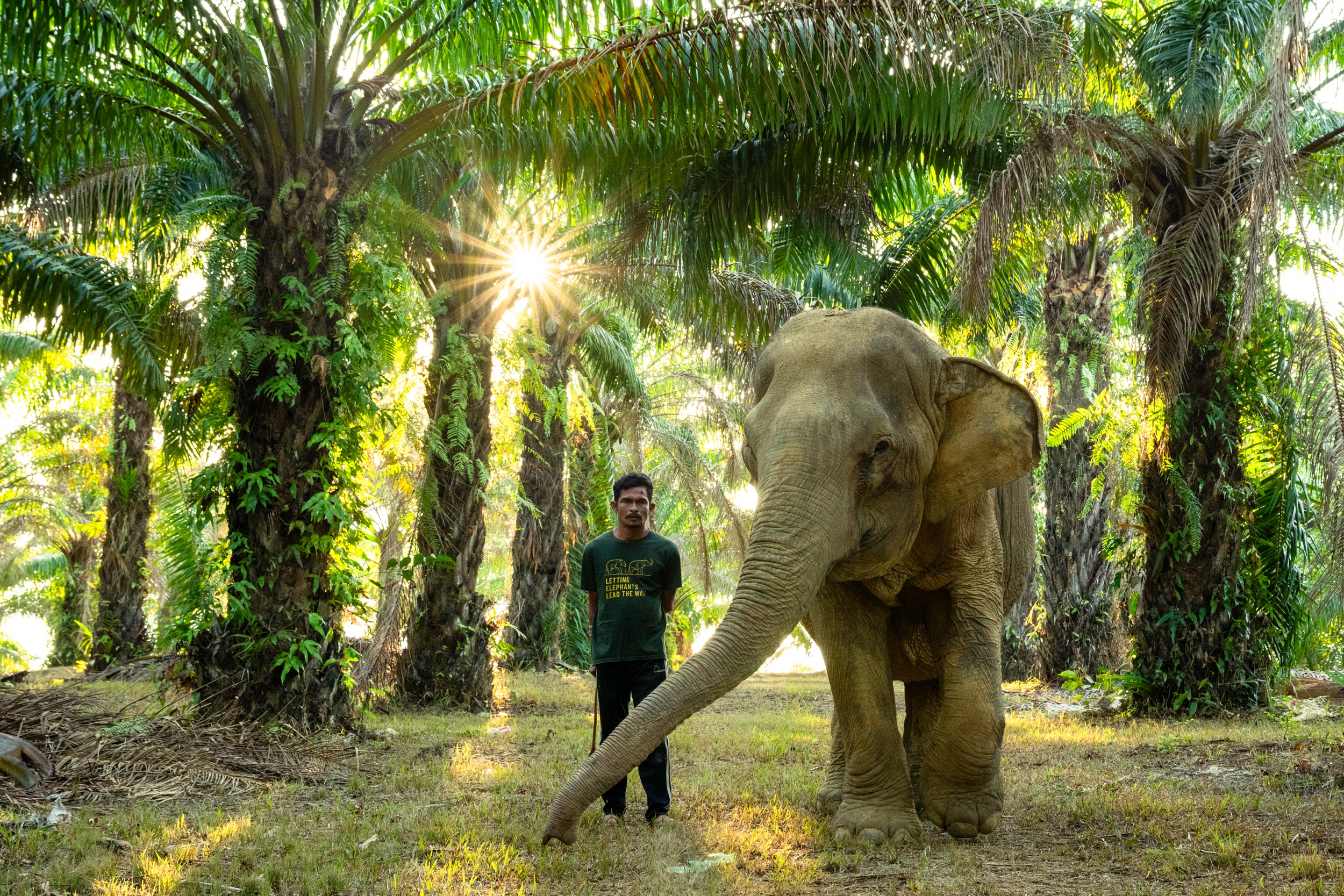 Photographer Ethical Elephant Sanctuary Elephand Mahout Krabi